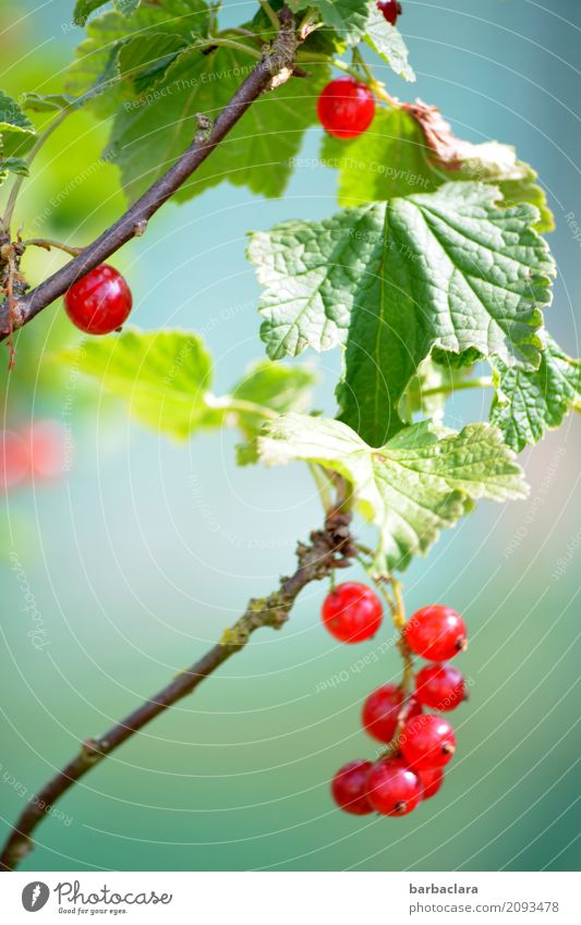 Gesundheitspillen vom Strauch Frucht Beeren Natur Sommer Pflanze Sträucher Johannisbeeren Garten leuchten frisch saftig rot Farbe genießen Klima Farbfoto