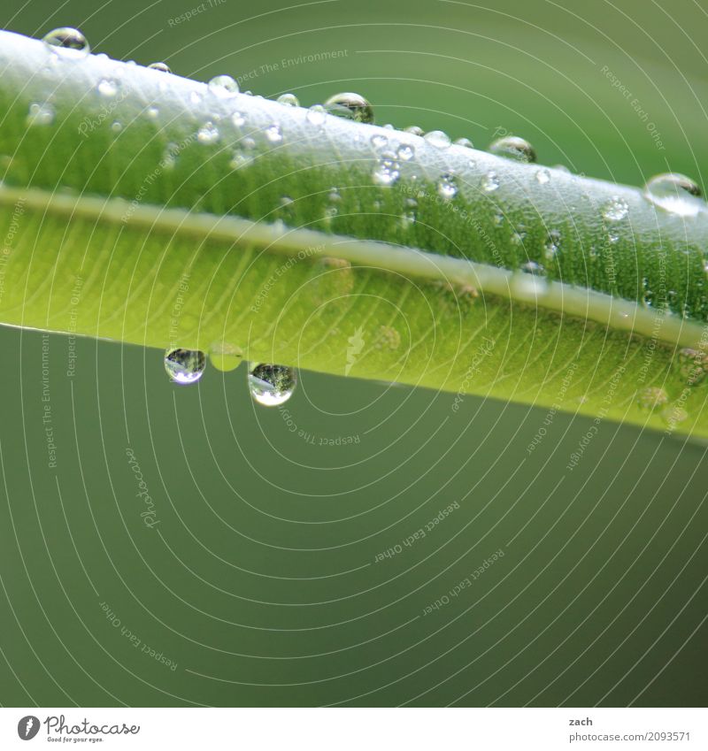 Tropfenhochzeit Pflanze Wasser Wassertropfen Frühling Sommer schlechtes Wetter Regen Blume Sträucher Blatt Grünpflanze Oleander frisch nass grün Farbfoto