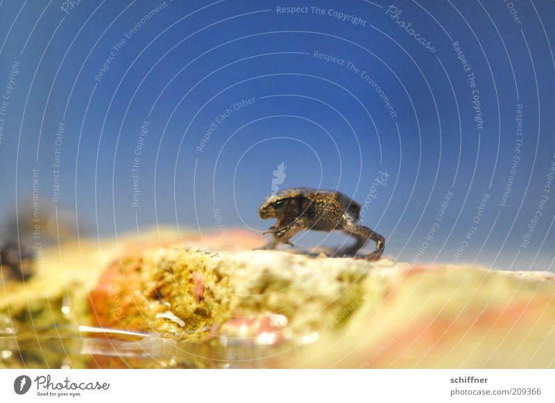Horst winkt Tier Frosch stehen klein winken Tierjunges lustig winzig schön gepunktet Nahaufnahme Makroaufnahme Froschperspektive Tierporträt Hintergrund neutral