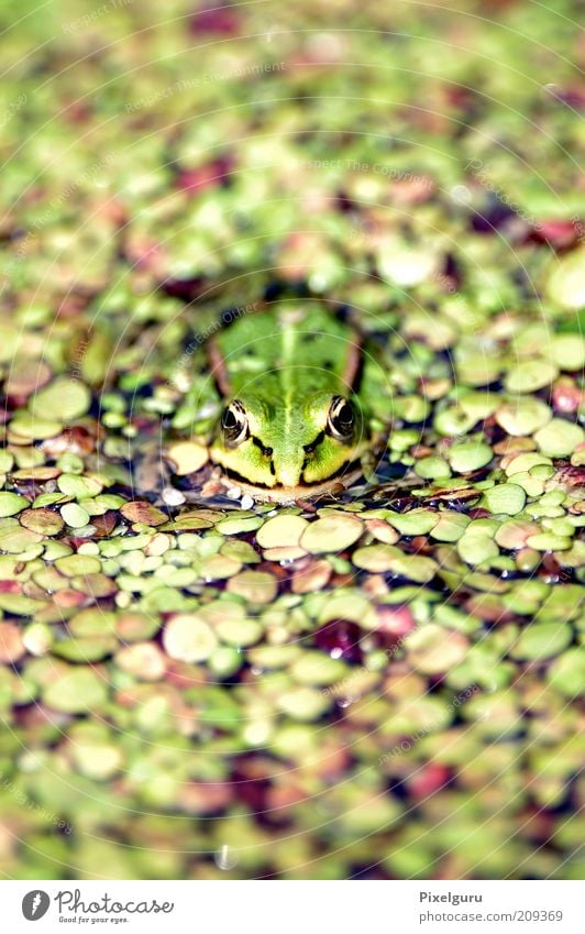 Wasserfrosch Tier Wildtier Frosch 1 nass natürlich grün Natur Farbfoto Außenaufnahme Nahaufnahme Textfreiraum oben Textfreiraum unten Tag Schwache Tiefenschärfe