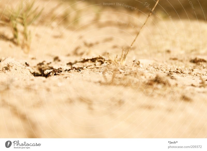 Wüstenkinder Tier Tiergruppe Ameise karg Farbfoto Außenaufnahme Nahaufnahme Textfreiraum oben Textfreiraum unten Unschärfe Sand emsig Tag