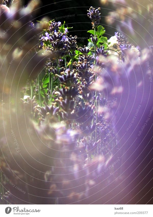 lila Sommer Umwelt Natur Pflanze Blume Sträucher Blüte Blühend Wachstum ästhetisch Duft natürlich schön Wärme grün violett Farbfoto Sonnenlicht Blütenstauden