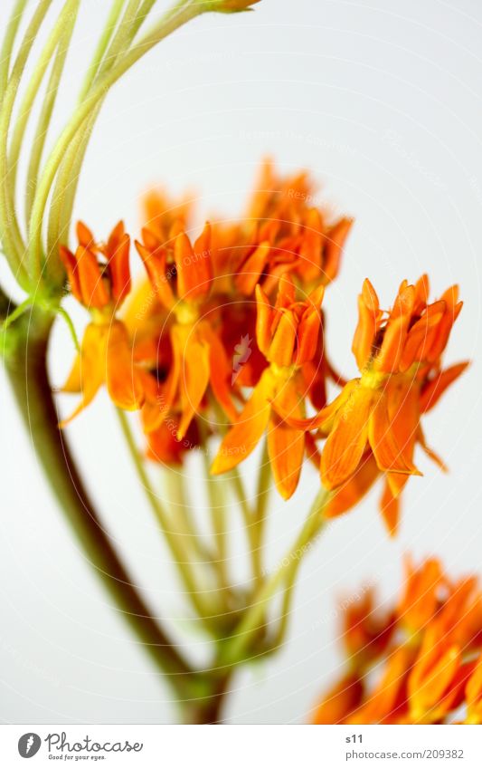 orange shining stars Umwelt Natur Pflanze Sommer Blume Blüte ästhetisch exotisch schön Floristik Stengel viele klein Farbfoto mehrfarbig Innenaufnahme