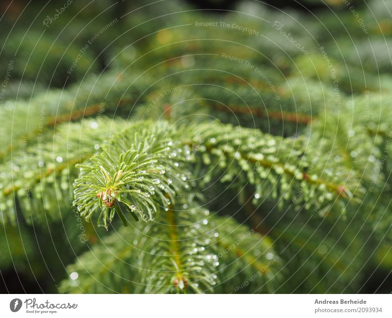 Tannenzweig Sommer Weihnachten & Advent Natur Baum schön young trees natural pine season needle coniferous beauty fir-tree fresh wood growth seasonal vibrant