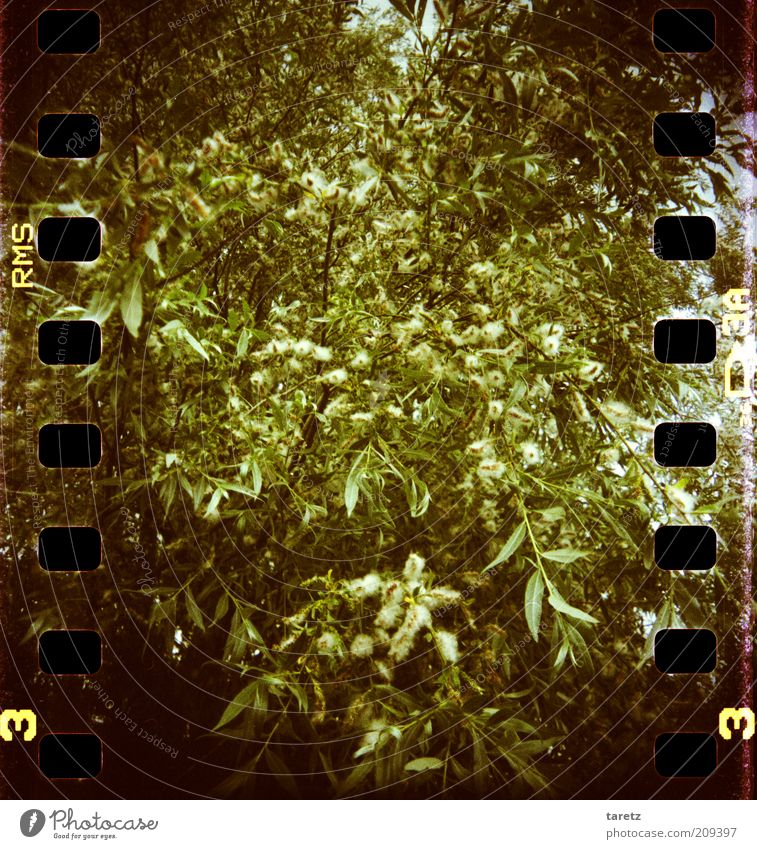 Puschelbusch Umwelt Natur Pflanze Baum Sträucher grün buschig durcheinander Blüte groß natürlich Vignettierung Urwald Filmperforation Farbfoto Außenaufnahme
