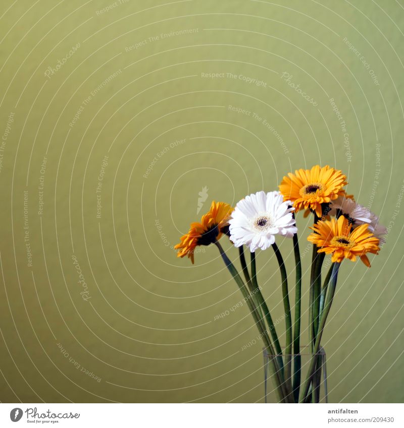 Sommerblumen Pflanze Blume Blüte Astern Dekoration & Verzierung Blumenstrauß Blumenvase Vase Glas ästhetisch natürlich schön gelb grün weiß Stengel Wand