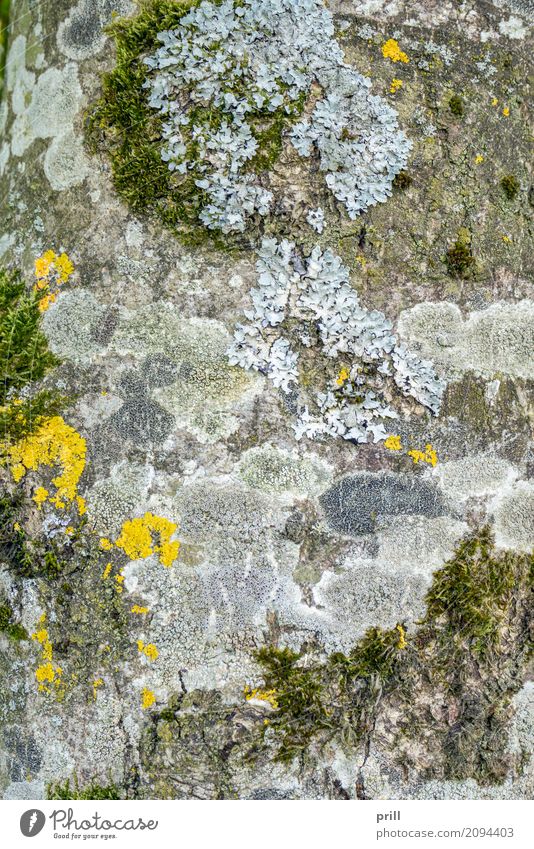 moss and lichen on tree bark Natur Pflanze Baum Moos Wachstum natürlich gelb grau Überleben flechte Baumrinde uneben natürliches muster scheckig gesprenkelt