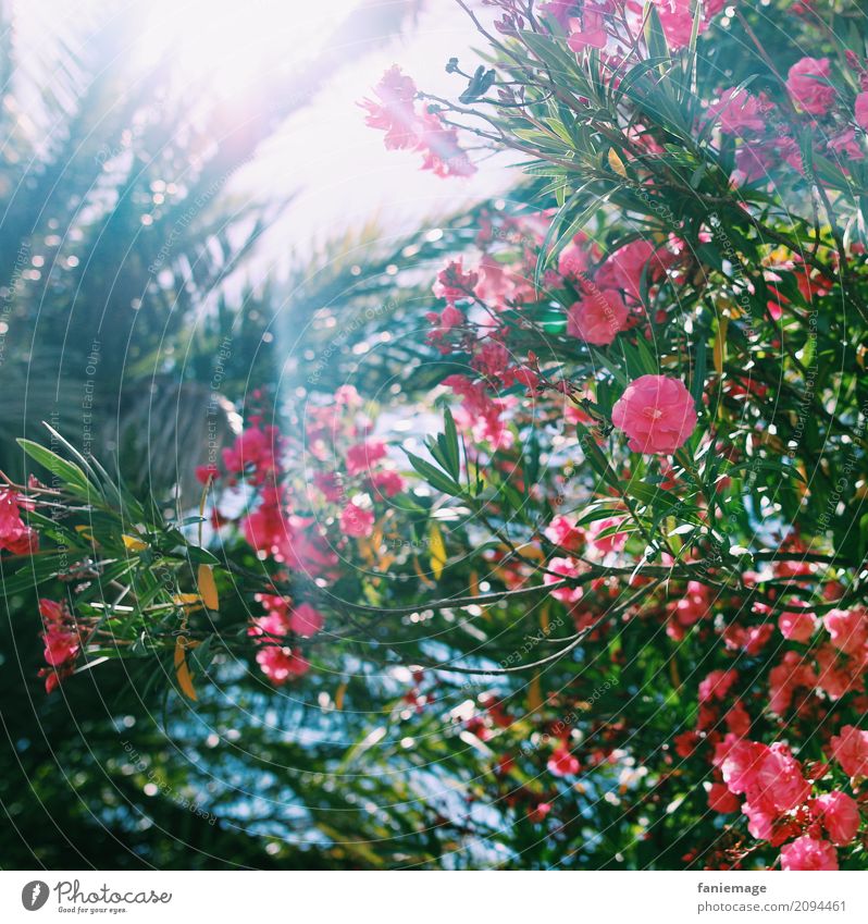 Blumen und Sonne Natur Pflanze Sommer Schönes Wetter Wärme heiß Süden sommerlich Sommerferien mediterran Palme Ferien & Urlaub & Reisen Urlaubsfoto Marseille