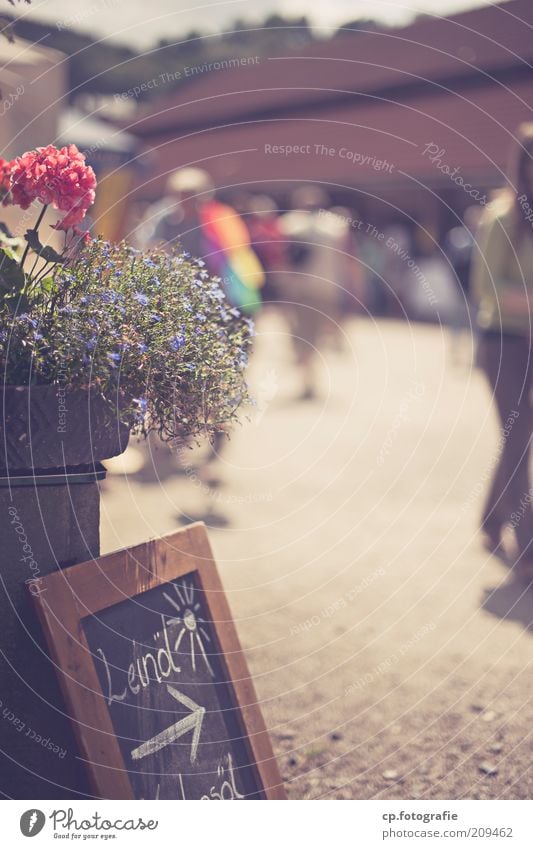 Wochenmarkt Mensch Sonnenlicht Sommer Pflanze Blume Blüte Fußgängerzone bevölkert Platz Marktplatz Dekoration & Verzierung Duft Außenaufnahme Tag Schatten