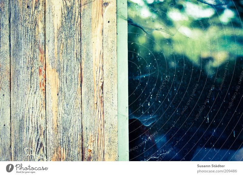 Spinnenganger schon länger da Fenster Spinngewebe Spinnennetz Holz Wandtäfelung Hütte Fensterrahmen abblättern Farblosigkeit Maserung mehrfarbig