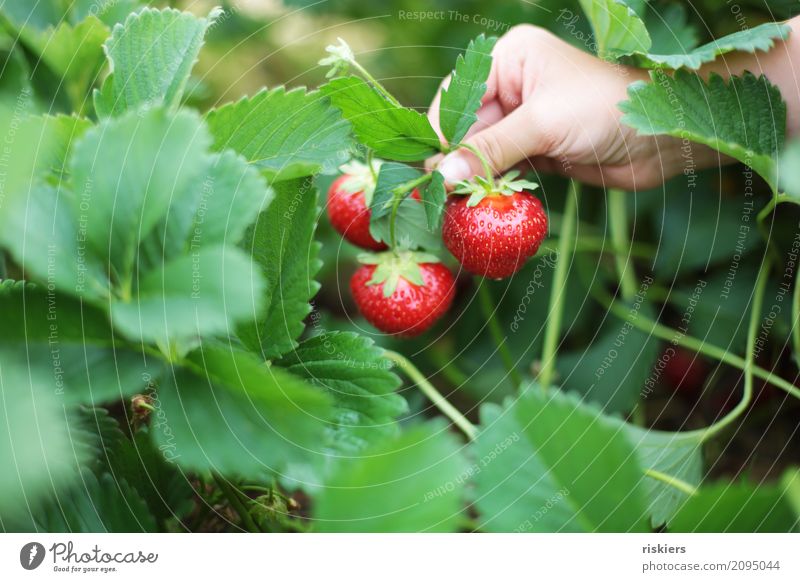 im Erdbeerfeld iii Mensch Kind Kindheit Hand Umwelt Natur Landschaft Pflanze Frühling Sommer Feld festhalten frisch Gesundheit saftig grün rot Erdbeeren