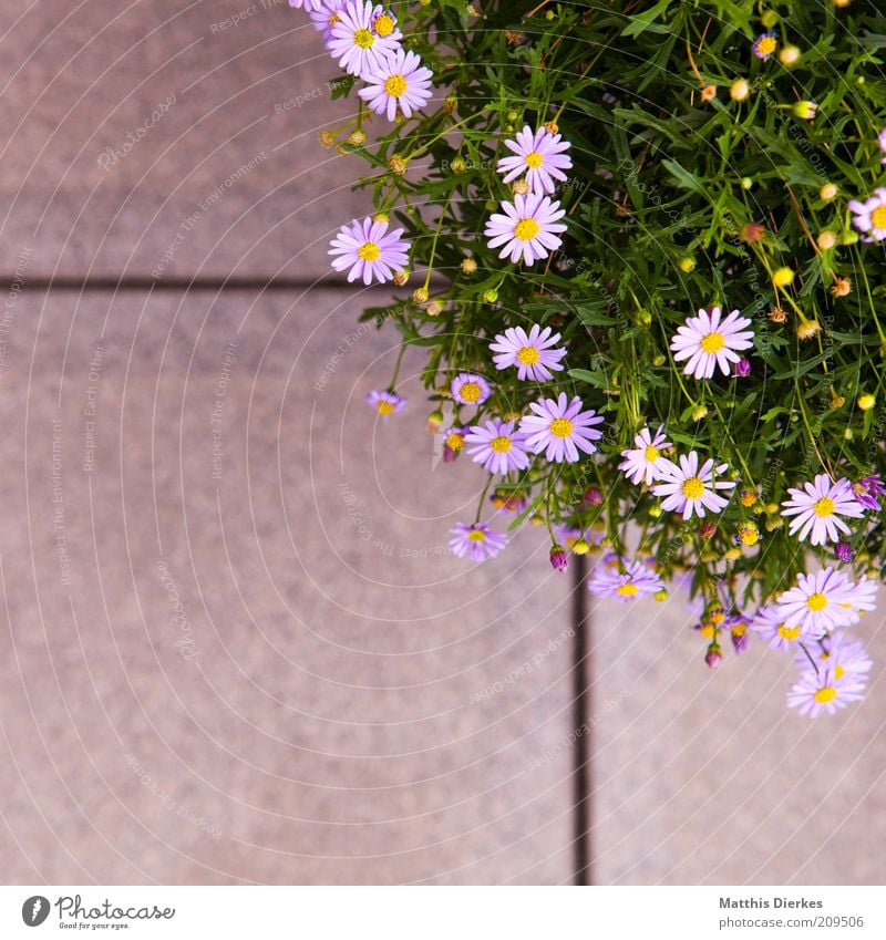 #Blumenkübel Umwelt Natur Pflanze Sommer Blüte Grünpflanze Topfpflanze ästhetisch schön Gänseblümchen violett Blühend Bodenplatten Balkonpflanze Duft Farbfoto
