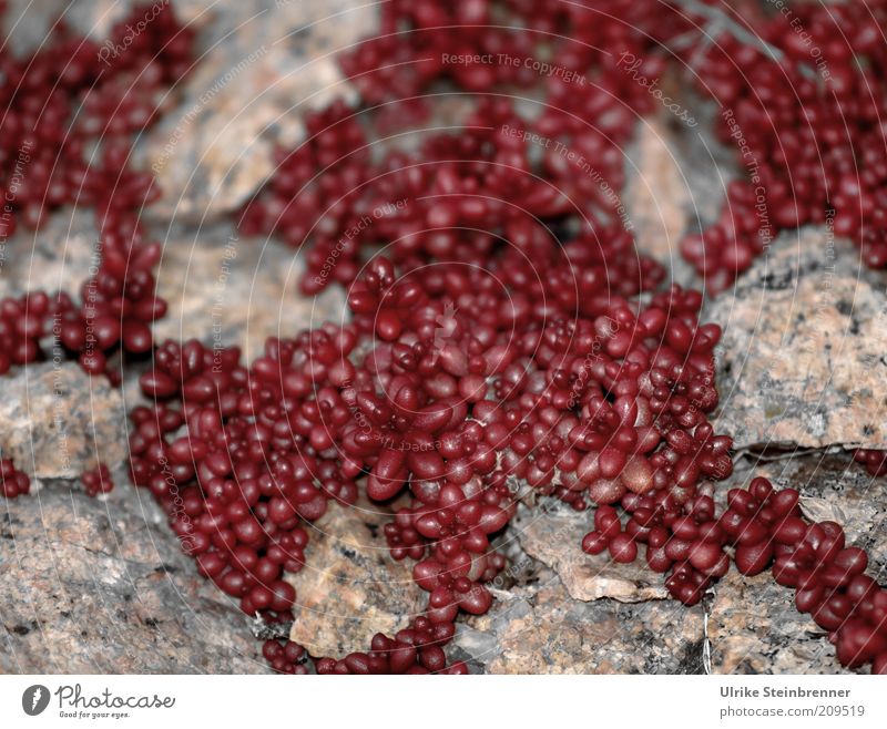 Mauerpfeffer auf Sardiniens Felsküste Pflanze Stein dick rund trocken viele rot Sukkulenten Fettpflanzen Spalte Naturwuchs ausbreiten Wachstum fremdartig