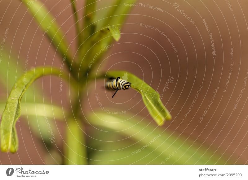 Monarchgleiskettenfahrzeug, Danaus plexippus Garten Natur Pflanze Gras Wiese Tier Schmetterling Flügel 1 gelb grün schwarz Monarch Raupe gestreifte Raupe Insekt