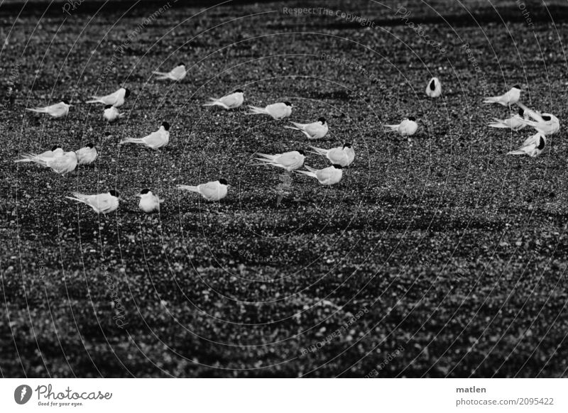 gegen den Wind Gras Tier Wildtier Vogel Schwarm sitzen Zusammensein Seeschwalben Schwarzweißfoto Außenaufnahme Detailaufnahme Muster Strukturen & Formen