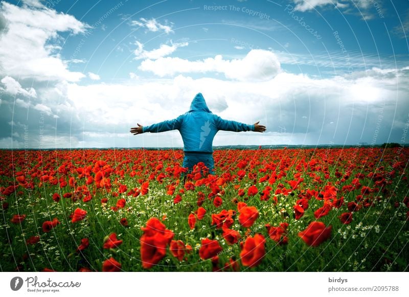 Mensch mit blauem Hoodie und ausgebreiteten Armen steht in einem blühenden Mohnfeld hoodie Mohnblüten Blühend Lebensfreude Wohlgefühl ruhig Glück Duft Freiheit
