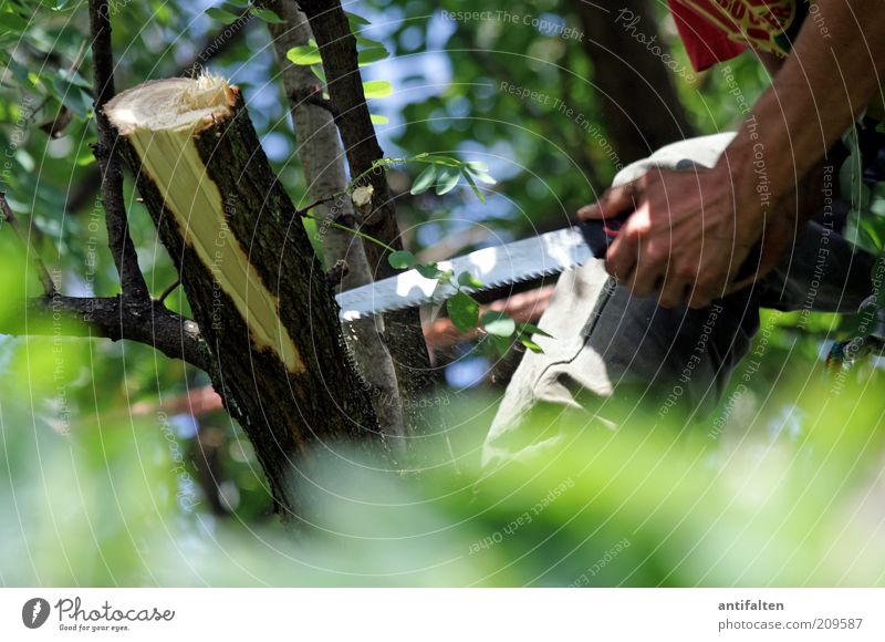 Männerarbeit Beruf Gartenarbeit Gartenbau Forstwirtschaft Handwerk Mann Erwachsene Arme Finger 1 Mensch Natur Himmel Sommer Baum Säge Metall festhalten braun