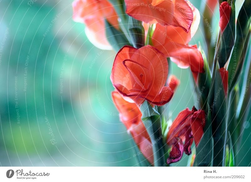 Gladiiolen am Fenster Pflanze Sommer Blume Blühend leuchten verblüht ästhetisch positiv grün rot Lebensfreude Blumenstrauß Gladiolen Farbfoto Innenaufnahme