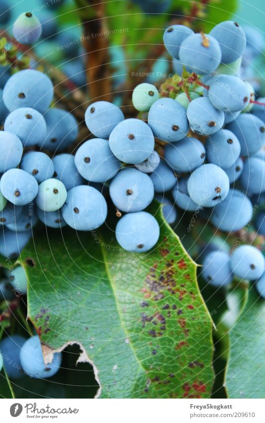 la bleu II Natur Pflanze Sträucher Blatt blau Beeren rund hängen bedeckt türkis himmelblau Farbfoto Außenaufnahme Textfreiraum unten Tag Menschenleer klein