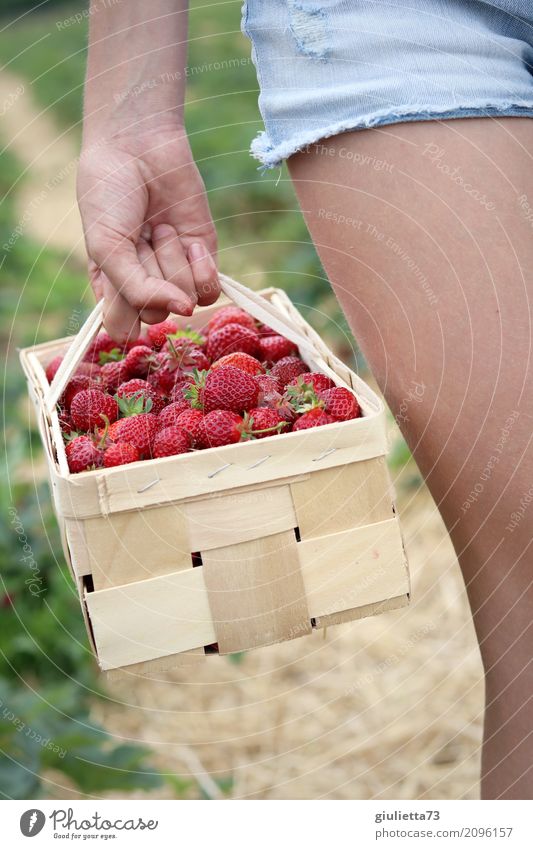 Erdbeer-Ernte Mädchen Hand Beine 1 Mensch 8-13 Jahre Kind Kindheit Sommer Feld Erdbeeren Shorts Arbeit & Erwerbstätigkeit Gesundheit natürlich schön rot