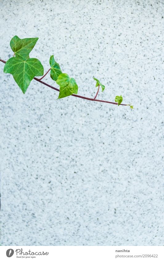 Strukturierter Steinhintergrund mit grünen Blättern Natur Pflanze Blatt Mauer Wand einfach Erfolg frisch natürlich grau Senior Ende Endzeitstimmung Hoffnung