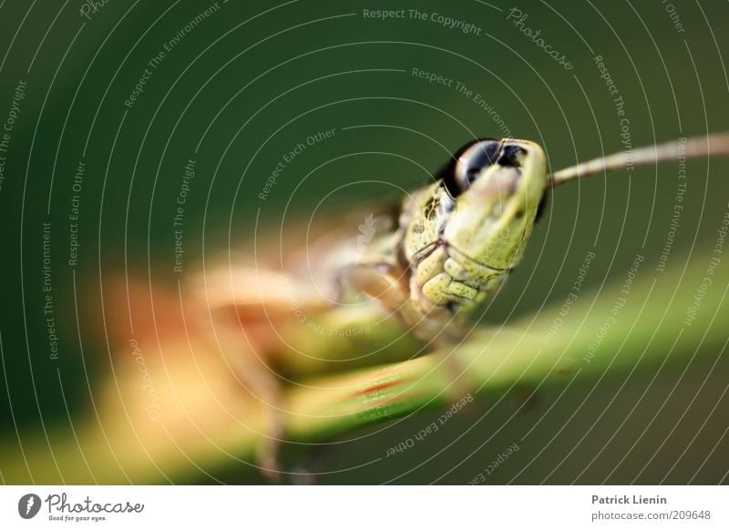 grasshopper Umwelt Natur Tier Sommer Wildtier Tiergesicht 1 beobachten Bewegung entdecken krabbeln Blick authentisch exotisch groß Heuschrecke Farbfoto