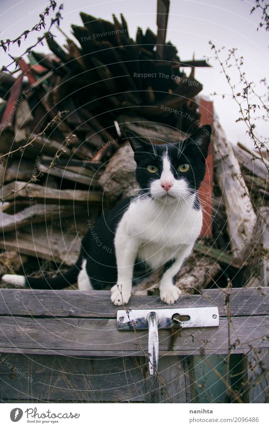 Schöne Gassenkatze über einer hölzernen alten Tür Herbst Winter Klima Wetter schlechtes Wetter Tier Haustier Katze Tiergesicht 1 Holz Metall beobachten warten