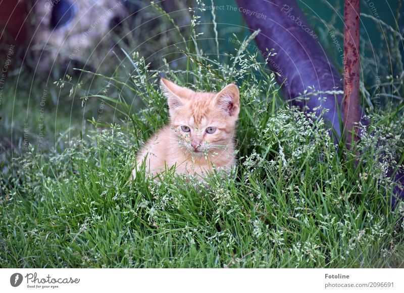 Kleiner Roter Umwelt Natur Pflanze Tier Sommer Gras Garten Wiese Haustier Katze Tiergesicht Fell 1 Tierjunges klein natürlich Neugier niedlich weich braun grau
