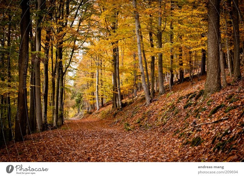 Gold Umwelt Natur Herbst Schönes Wetter Baum Blatt Wald Wege & Pfade gold Hoffnung Sehnsucht Erwartung träumen Farbfoto Herbstlaub Herbstfärbung Herbstwald