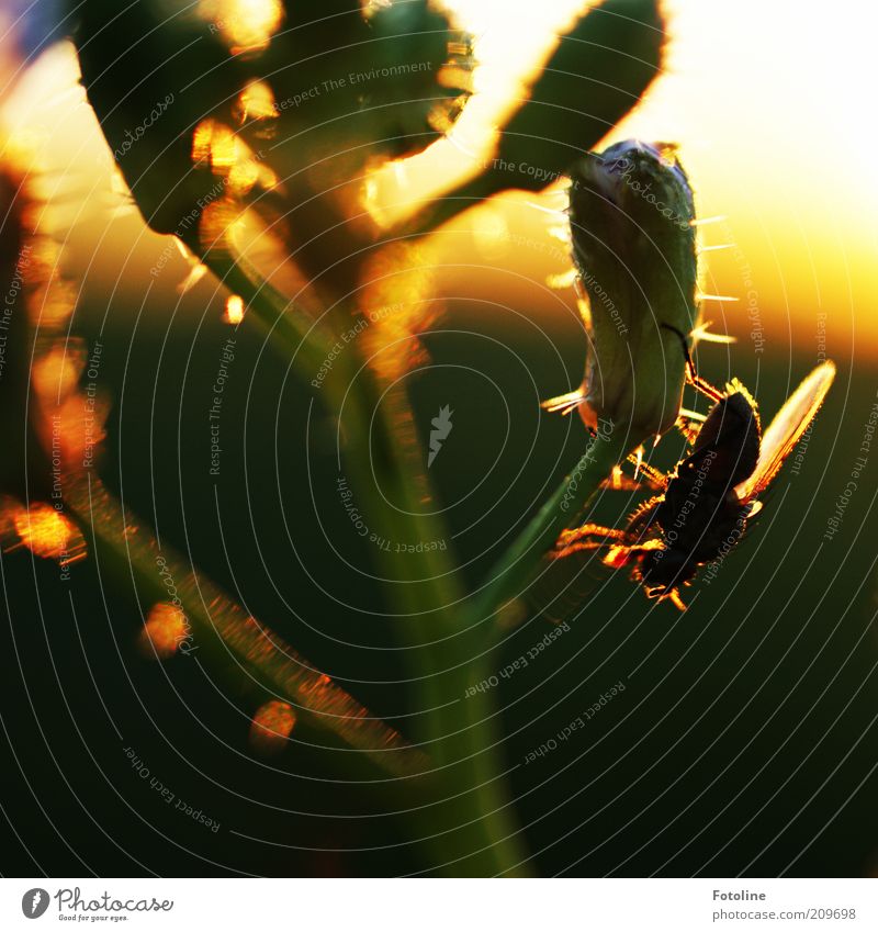 Fliege genießt Sonnenuntergang Umwelt Natur Pflanze Tier Sommer Wärme Blume Wildtier Flügel 1 sitzen natürlich gelb gold schwarz Schmeißfliege Blütenknospen