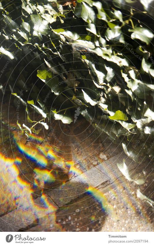 Oh! Natur Pflanze Efeu Treppe Stein braun grün Irritation Reflexion & Spiegelung Prisma Lichtbrechung Bodenplatten Farbfoto Außenaufnahme Menschenleer Tag