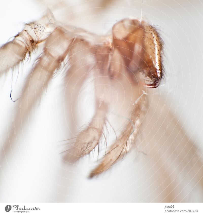 haut-nah 1 Tier authentisch Insekt Spinne spinnenhaut Tierhaut durchsichtig Farbfoto Nahaufnahme Detailaufnahme Makroaufnahme Hintergrund neutral