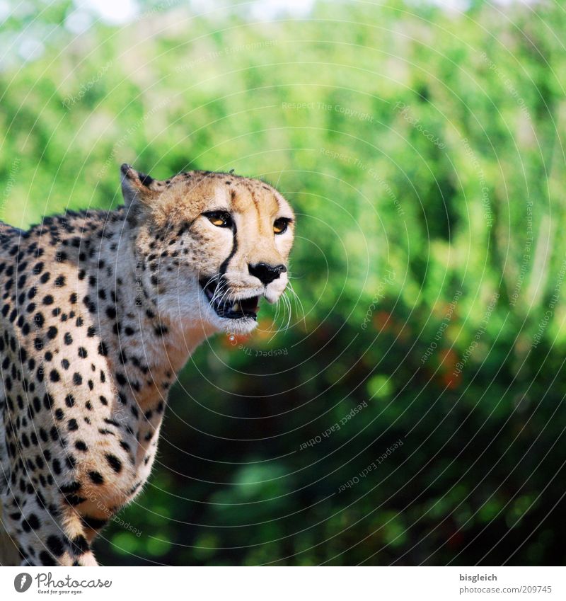 Gepard Tier Katze Tiergesicht Fell 1 atmen Blick gelb grün achtsam Farbfoto Außenaufnahme Schwache Tiefenschärfe Tierporträt fauchen Tag