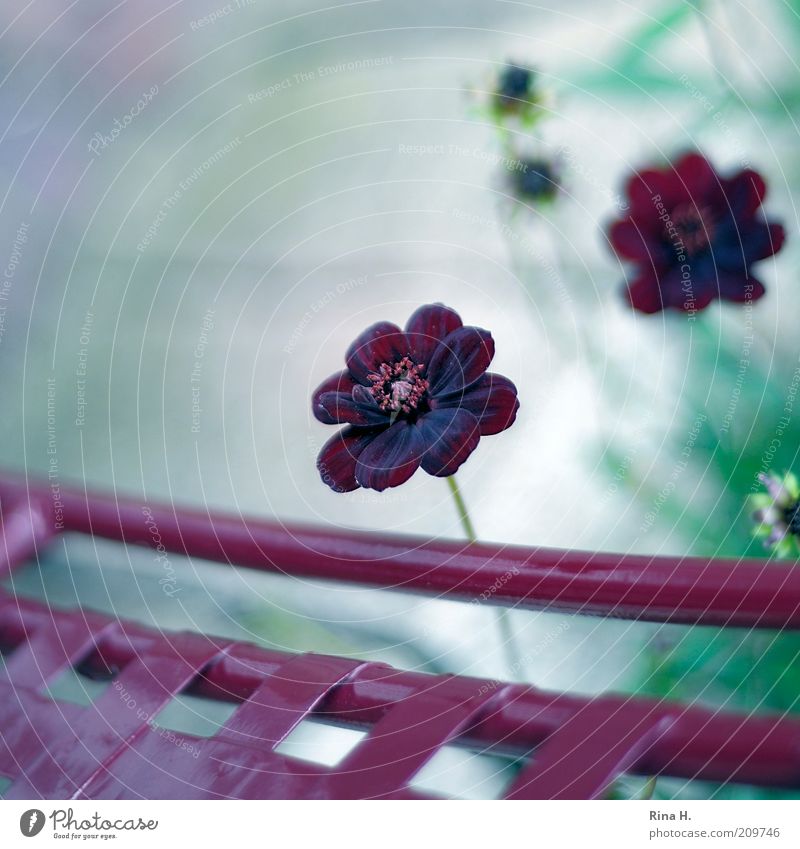 Schokoladenblümchen Natur Pflanze Blume Blühend authentisch violett rot Zufriedenheit Lebensfreude Gartenstuhl Schmuckkörbchen Stillleben Farbfoto Außenaufnahme