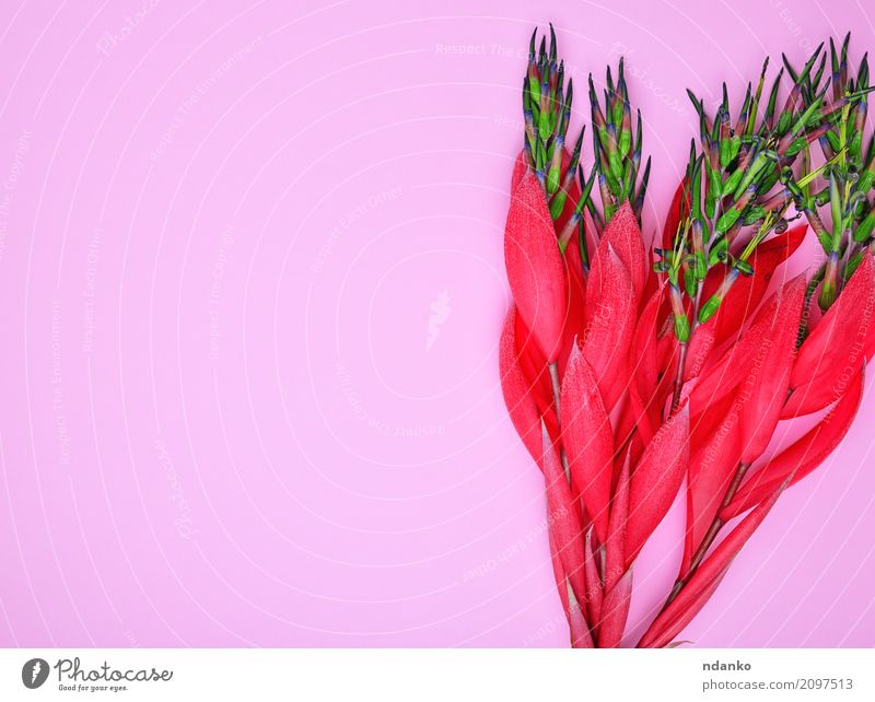 rote Blume von Billbergia schön Valentinstag Ostern Hochzeit Geburtstag Pflanze Frühling Blüte Blumenstrauß Blühend frisch hell rosa Überstrahlung geblümt