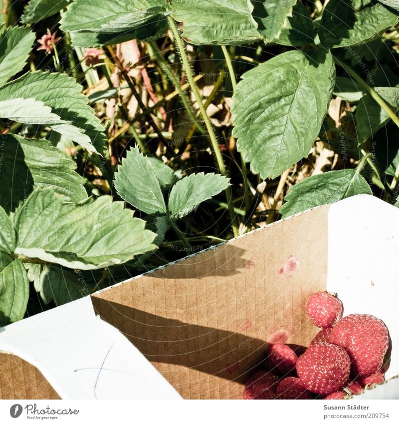 X Lebensmittel Frucht Ernährung Bioprodukte Vegetarische Ernährung süß Erdbeeren pflücken Ernte Blatt Pflanze Erdbeerland Tragegriff rot frisch Sommer