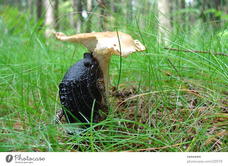 Das Objekt der Begierde Wald Gras schleimig Fressen Pilz Schnecke