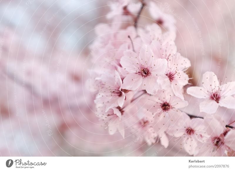 hana Natur Pflanze Frühling Schönes Wetter Baum Blüte Garten Park frisch Gesundheit hell natürlich rosa Beginn Kirschblüten Frühlingsgefühle Frühlingsfarbe