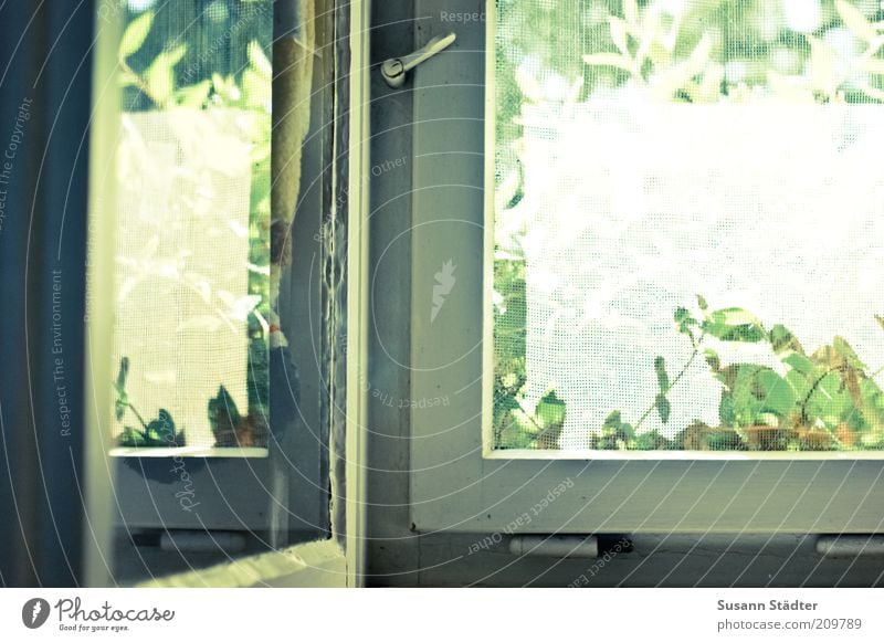 Sommer komm herein! Pflanze Fenster Tür hell Fliegengitter alt Scharnier Verschluss Holzfenster Reflexion & Spiegelung Fensterscheibe mehrfarbig Innenaufnahme