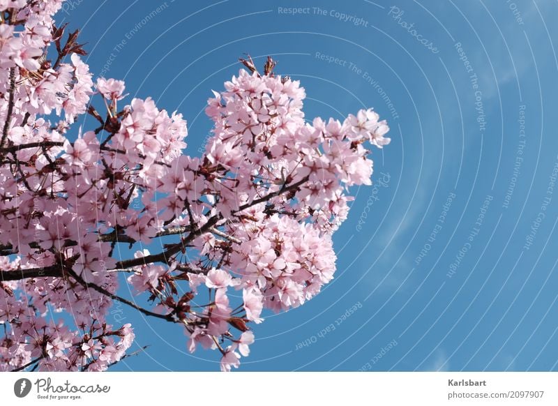 Voll Blüten steht der … Kirschblüten Frühling Frühlingsgefühle Frühlingsblume Natur Pflanze Baum Farbfoto Tag Blühend rosa Garten Park Schönes Wetter Himmel
