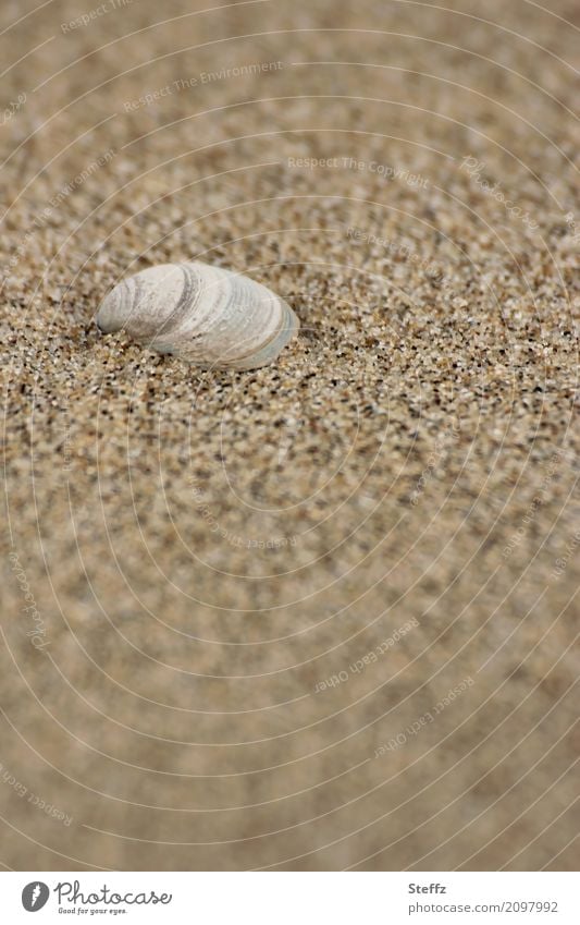 einfach da - Muschel im Sand Sandstrand Muschelschale Strand maritim Sandkörner Nordseemuschel Sandfarben Sommer im Norden Salzwassermuschel sommerliche Idylle