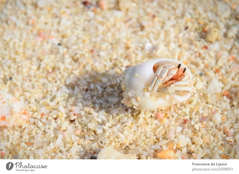 Einsiedlerkrebs im Sand Ferne Insel Sonnenaufgang Sonnenuntergang Sommer Schönes Wetter Küste Strand Tier Muschel Krebstier 1 einfach frei klein maritim