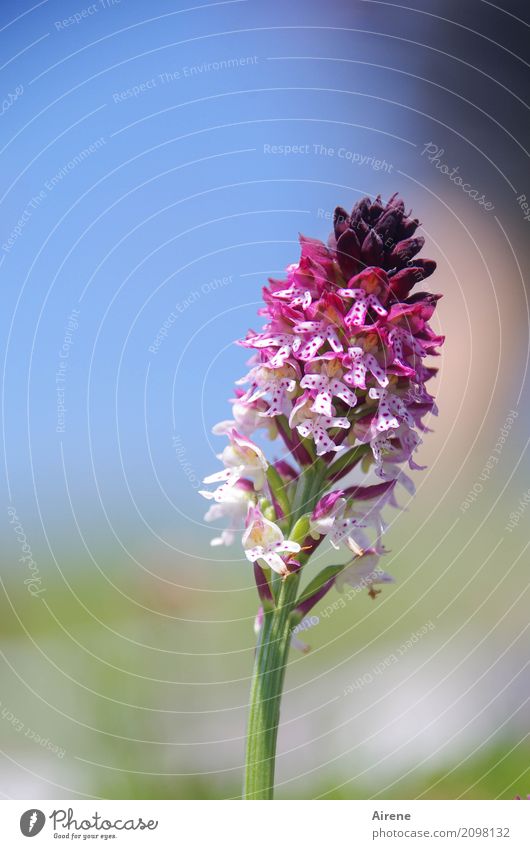 Findling Pflanze Schönes Wetter Blume Orchidee Brandknabenkraut Knabenkraut Bergblume Alpenpflanze Berge u. Gebirge Bergwiese Blühend ästhetisch schön klein