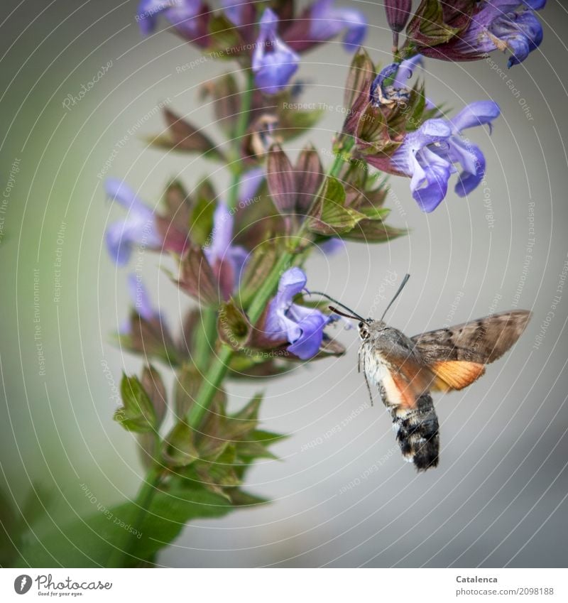 Taubenschwänzchen und Salbeiblüten Pflanze Tier Sommer Blatt Blüte Garten Schmetterling Motte 1 Blühend Duft fliegen trinken Geschwindigkeit braun grün violett