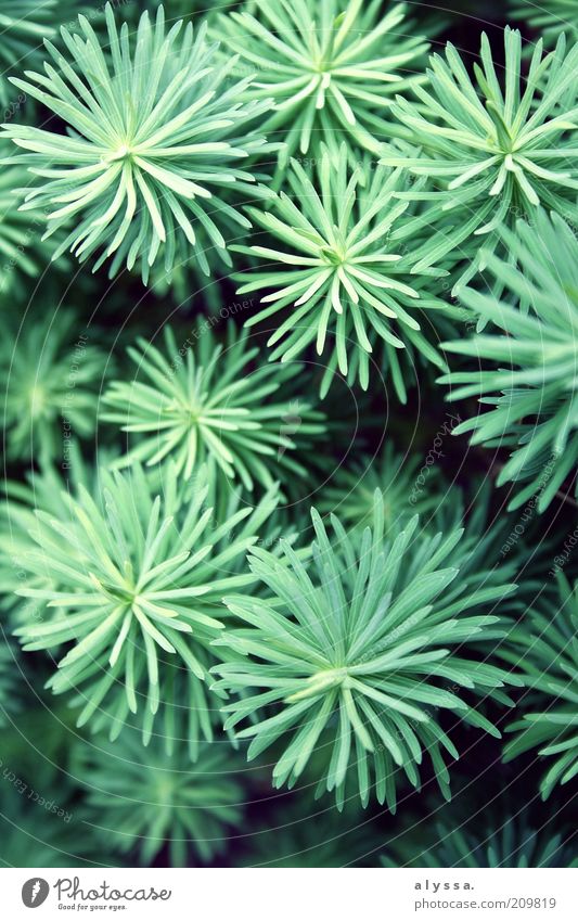 Tief versteckt im Garten... Natur Pflanze Sträucher Grünpflanze grün Farbfoto Außenaufnahme