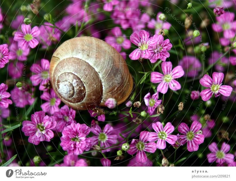 Schnecke im Blumenfeld. Umwelt Natur Pflanze Tier Sommer Blüte 1 braun violett rosa Farbfoto Außenaufnahme Menschenleer Schneckenhaus Blühend