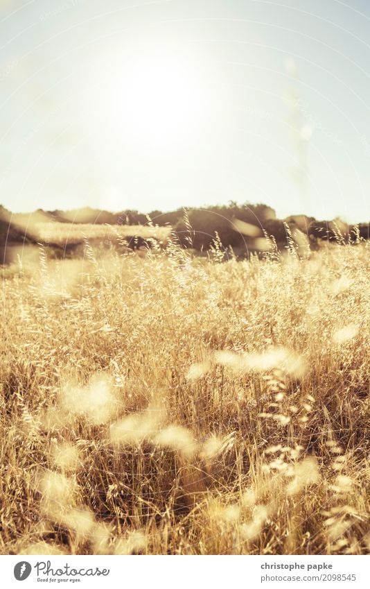 Ernten was man sät Sonne Schönes Wetter Pflanze Nutzpflanze Feld Blühend Weizen Weizenähre gold gelb Farbfoto Außenaufnahme Detailaufnahme Menschenleer