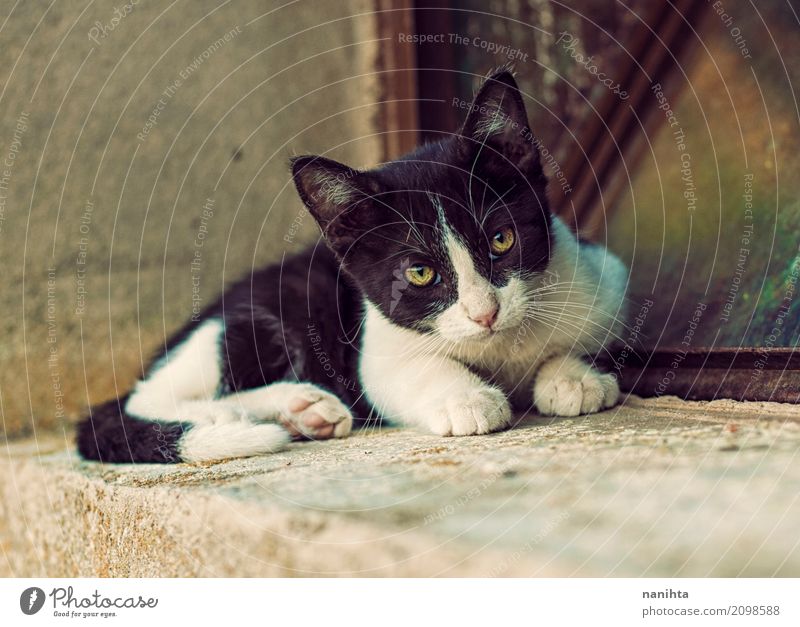 Schöne Gassenkatze Tier Haustier Katze Tiergesicht 1 Tierjunges Blick frei Freundlichkeit schön natürlich Stadt gelb schwarz weiß Akzeptanz Vertrauen Schutz