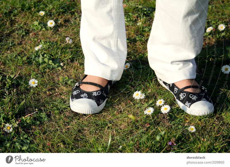 im grünen Sommer Mensch feminin Frau Erwachsene 1 Natur Frühling Schuhe stehen einfach schön weiß Gänseblümchen Rasen Farbfoto Außenaufnahme Tag Sonnenlicht