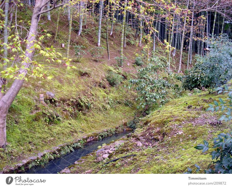 Einmal in Japan. Natur Landschaft Wasser Pflanze Baum Bambus Park Blick groß Gefühle Stimmung Bach Japanisch Zweige u. Äste Sträucher Wald Gras Farbfoto
